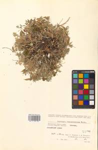 Oxytropis nigrescens (Pall.) Fisch. ex DC., Siberia, Chukotka & Kamchatka (S7) (Russia)