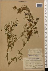 Vicia villosa Roth, Caucasus, Azerbaijan (K6) (Azerbaijan)
