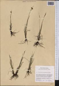 Sisyrinchium groenlandicum Böcher, America (AMER) (Greenland)