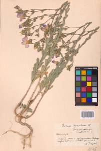 Linum hirsutum L., Eastern Europe, South Ukrainian region (E12) (Ukraine)