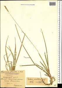 Sesleria alba Sm., Caucasus, Abkhazia (K4a) (Abkhazia)