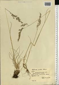 Festuca picturata Pils, Eastern Europe, West Ukrainian region (E13) (Ukraine)