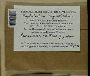 Haplocladium angustifolium (Hampe & Müll. Hal.) Broth., Bryophytes, Bryophytes - Russian Far East (excl. Chukotka & Kamchatka) (B20) (Russia)