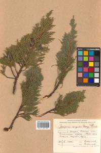 Juniperus chinensis var. sargentii A. Henry, Siberia, Russian Far East (S6) (Russia)