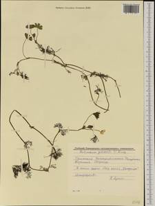 Ranunculus aquatilis L., Western Europe (EUR) (Germany)