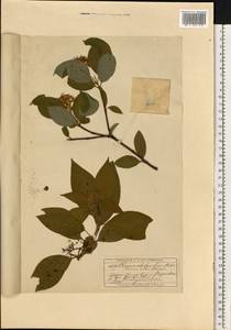 Cornus sericea L., Eastern Europe, Moscow region (E4a) (Russia)