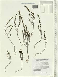 Euphrasia ×vernalis List, Eastern Europe, North-Western region (E2) (Russia)