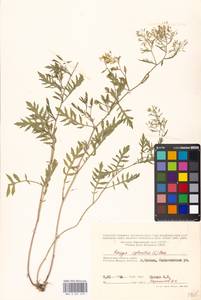 Rorippa sylvestris (L.) Besser, Eastern Europe, Moscow region (E4a) (Russia)