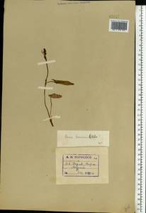 Rumex acetosa L., Eastern Europe, Northern region (E1) (Russia)