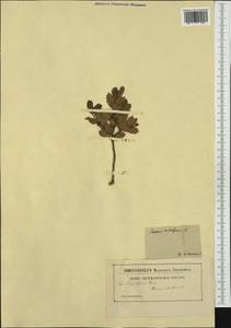 Quercus coccifera L., Western Europe (EUR)