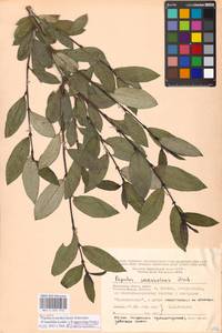 Populus ×moscoviensis Schröd., Eastern Europe, Moscow region (E4a) (Russia)