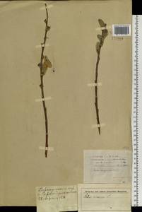 Salix gmelinii Pall., Siberia, Altai & Sayany Mountains (S2) (Russia)