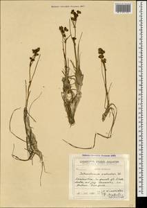 Scheuchzeria palustris L., Caucasus, Georgia (K4) (Georgia)