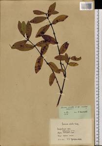 Lonicera caerulea subsp. caerulea, Siberia, Russian Far East (S6) (Russia)