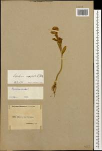 Lepidium campestre (L.) W.T. Aiton, Caucasus, Armenia (K5) (Armenia)