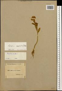 Lepidium campestre (L.) W. T. Aiton, Caucasus, Armenia (K5) (Armenia)