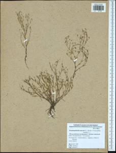 Psammophiliella muralis (L.) lkonn., Eastern Europe, Central region (E4) (Russia)