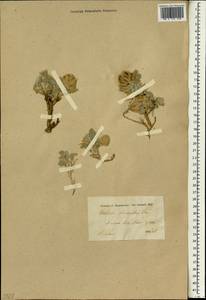 Astragalus sphaeranthus Boiss., South Asia, South Asia (Asia outside ex-Soviet states and Mongolia) (ASIA) (Iran)