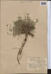 Oxytropis immersa (Baker)B.Fedtsch., Middle Asia, Western Tian Shan & Karatau (M3) (Kazakhstan)