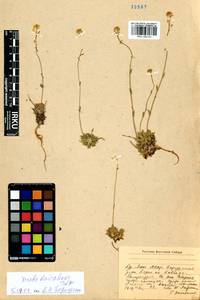Draba baicalensis Tolm., Siberia, Baikal & Transbaikal region (S4) (Russia)