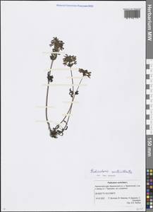 Pedicularis verticillata L., Siberia, Chukotka & Kamchatka (S7) (Russia)