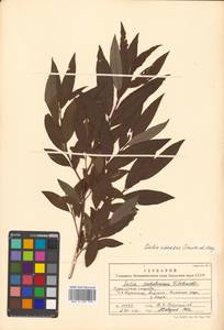 Salix udensis (Wimm.) Trautv. & C. A. Mey., Siberia, Russian Far East (S6) (Russia)