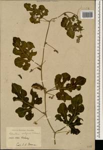 Citrullus lanatus (Thunb.) Matsumura & Nakai, Caucasus (no precise locality) (K0)