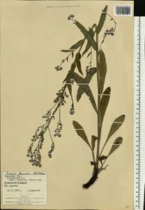 Cynoglottis barrelieri (All.) Vural & Kit Tan, Eastern Europe, West Ukrainian region (E13) (Ukraine)