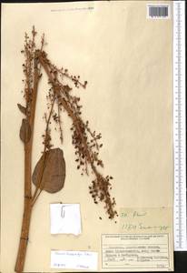 Rheum lucidum Losinsk., Middle Asia, Northern & Central Tian Shan (M4) (Kazakhstan)