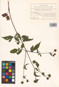 Bidens frondosa L., Eastern Europe, Moscow region (E4a) (Russia)