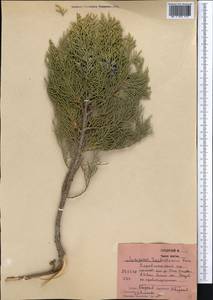 Juniperus pseudosabina Fisch. & C.A.Mey., Middle Asia, Pamir & Pamiro-Alai (M2) (Tajikistan)