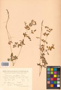 Thalictrum sparsiflorum Turcz. ex Fisch. & C. A. Mey., Siberia, Russian Far East (S6) (Russia)