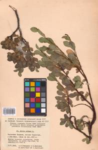 Salix retusa L., Eastern Europe, West Ukrainian region (E13) (Ukraine)