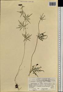 Aconitum biflorum Fisch. ex DC., Siberia, Altai & Sayany Mountains (S2) (Russia)