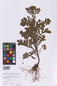 Senecio viscosus L., Eastern Europe, Moscow region (E4a) (Russia)