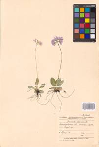 Primula farinosa L., Eastern Europe, North-Western region (E2) (Russia)