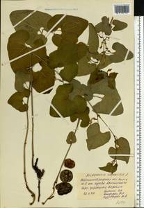 Aristolochia clematitis L., Eastern Europe, North Ukrainian region (E11) (Ukraine)