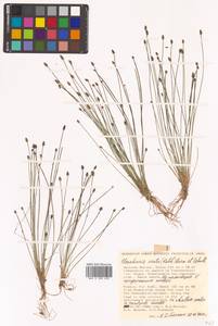 Eleocharis ovata (Roth) Roem. & Schult., Siberia, Russian Far East (S6) (Russia)