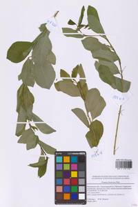 Prunus fruticosa Pall., Eastern Europe, Moscow region (E4a) (Russia)