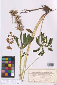 Lupinus polyphyllus Lindl., Eastern Europe, North-Western region (E2) (Russia)