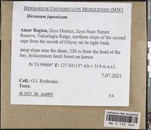 Dicranum japonicum Mitt., Bryophytes, Bryophytes - Russian Far East (excl. Chukotka & Kamchatka) (B20) (Russia)