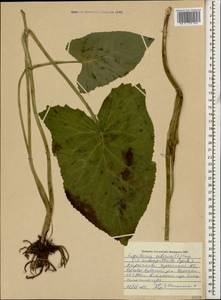 Ligularia subsagittata Pojark., Caucasus, Stavropol Krai, Karachay-Cherkessia & Kabardino-Balkaria (K1b) (Russia)