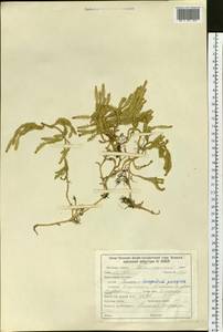 Spinulum annotinum subsp. alpestre (Hartm.) Uotila, Siberia, Baikal & Transbaikal region (S4) (Russia)
