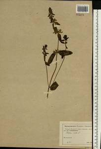 Stachys annua (L.) L., Eastern Europe, Moscow region (E4a) (Russia)