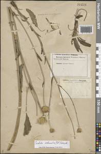 Klasea cardunculus (Pall.) Holub, Eastern Europe, Lower Volga region (E9) (Russia)