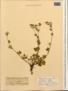 Potentilla recta subsp. obscura (Willd.) Arcang., Caucasus, North Ossetia, Ingushetia & Chechnya (K1c) (Russia)