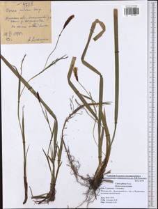 Carex pilosa Scop., Eastern Europe, Central region (E4) (Russia)