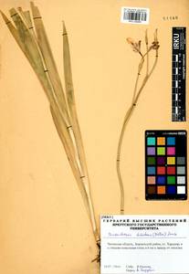 Iris dichotoma Pall., Siberia, Baikal & Transbaikal region (S4) (Russia)