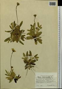 Pilosella officinarum Vaill., Siberia, Western Siberia (S1) (Russia)