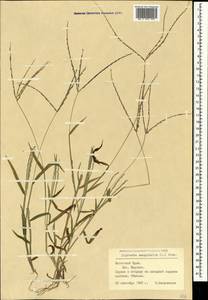 Digitaria sanguinalis (L.) Scop., Crimea (KRYM) (Russia)